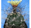 Астрофитум козерог "Монтеррей" (3 шт.) / Astrophytum Capricorne f. Monterrey